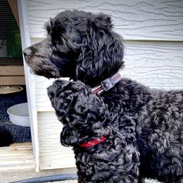 Australian Labradoodle Puppies from Tiny Treasures Australian Labradoodles