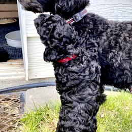 Australian Labradoodle Puppies from Tiny Treasures Australian Labradoodles