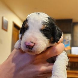 Turtle - Phantom male Bernedoodle puppy in Pollock Pines, California from Ten Acre Wood Doodles
