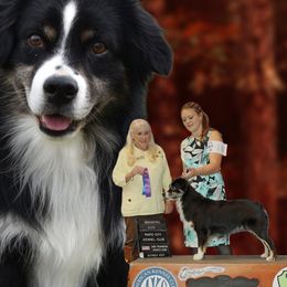 Australian Shepherds and Miniature American Shepherds from Jorvik Australian Shepherds