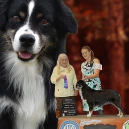 Australian Shepherds and Miniature American Shepherds from Jorvik Australian Shepherds