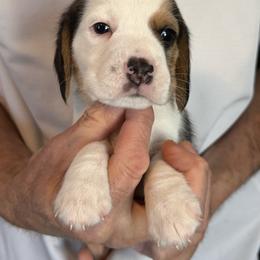 Purple - Black tan and white female Beagle puppy in Rockwell, North Carolina from Knockhill Beagles