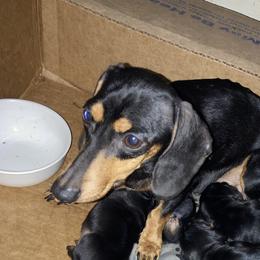 Stevie - Dachshund