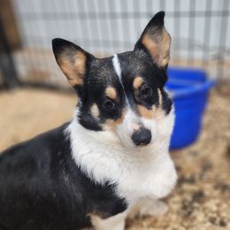 Maggie - Pembroke Welsh Corgi