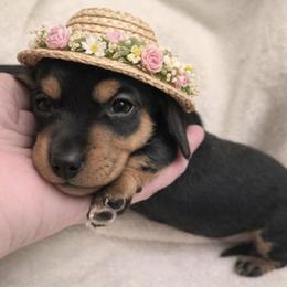 Peep AKC Female Black and tan mini smooth coat dachshund, carries piebald and dilute. - Black and tan female Dachshund puppy in Las Cruces, New Mexico from The Dachshund Den