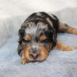 Hershey - Blue merle male Aussiedoodle puppy in Stokesdale, North Carolina from His and Hers Poodles and Doodles