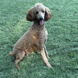 Mia - Poodle