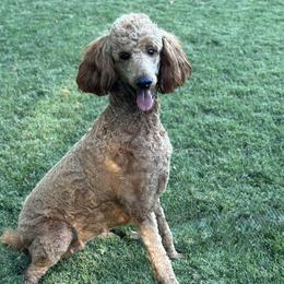Mia - Poodle
