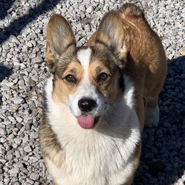 Izzy - Pembroke Welsh Corgi
