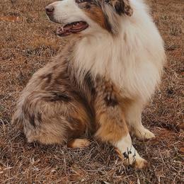 Bolt - Australian Shepherd