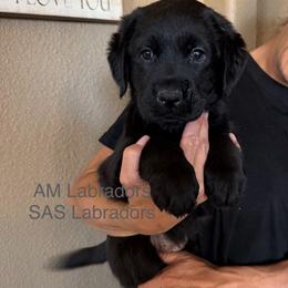 Clementine - Black female Labrador Retriever puppy in Wittmann, Arizona from AM Labradors