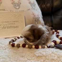 Shih Tzu Puppies from Wood Foo Breeders