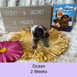Ocean - Liver roan female German Shorthaired Pointer puppy in Marshfield, Missouri from Pebblebrook German Shorthaired Pointers