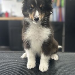 Atticus - Black white and tan male Shetland Sheepdog puppy in New York from Adiame Kennels