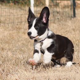 Miss Violet - Brindle and white female Cardigan Welsh Corgi puppy in Livermore, Colorado from Rowe Family