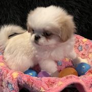 Japanese Chin Puppies from Cherishing Chins