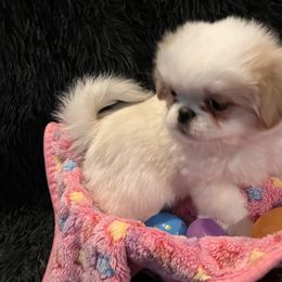 Japanese Chin Puppies from Cherishing Chins