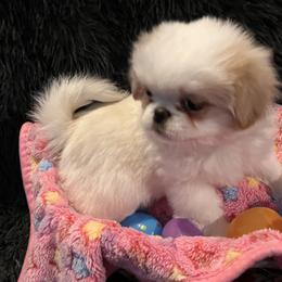 Japanese Chin Puppies from Cherishing Chins