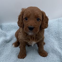 Monty - Red  male Goldendoodle puppy in Kansas City, Kansas from Bella & Ivy’s Mini Goldendoodles of KC