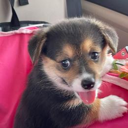 Beatrix - Black and tan female Pembroke Welsh Corgi puppy in Delray Beach, Florida from Holly's Pembroke Welsh Corgis