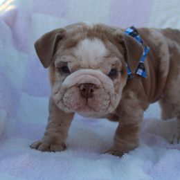 Boxer, Bulldog, and French Bulldog Puppies from Hillview Kennels