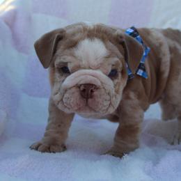 Boxer, Bulldog, and French Bulldog Puppies from Hillview Kennels
