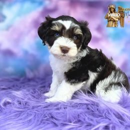 Virgo - Liver male Miniature Schnauzer puppy in Cypress, Texas from Brady's Birddogs