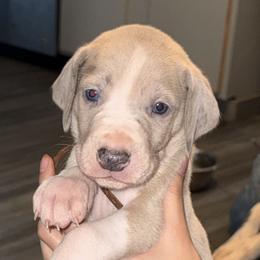 Orange collar - Mantle male Great Dane puppy in Loris, South Carolina from Days Danes