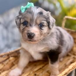Teal - Blue merle female Miniature Australian Shepherd puppy in 32046, Florida from River Hill Ranch