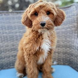 Luna (purple collar) - Apricot female Goldendoodle puppy in Twin Falls, Idaho from Magic Valley Family Doodles