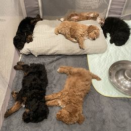 Poodle Puppies from Grandy’s Pretty Poodles