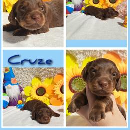 2500.. Cruze - Chocolate and tan male Dachshund puppy in Winter Haven, Florida from Gateway 2 Little Paws