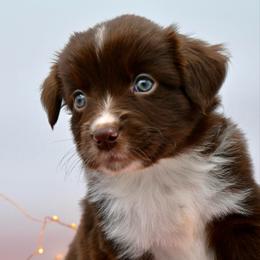 Mr Branson - Red & white male Miniature American Shepherd puppy in Damascus, Oregon from Rebel Soul Minis