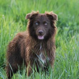Bristol - Australian Shepherd