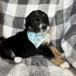 Bernedoodle Puppies from Sunny Sky Doodles