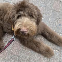 Aussiedoodle puppies from K.Chic Doodles