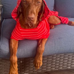 Vizsla All Grown Up from PRP Vizslas