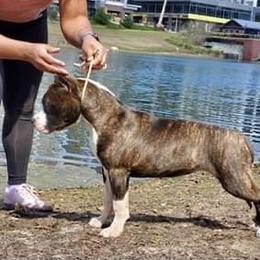 American Staffordshire Terrier and Lowchen Puppies from Lelani