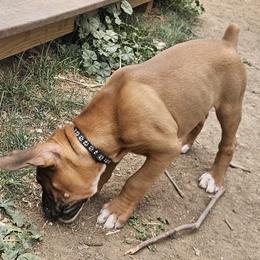 Animal - Fawn male Boxer puppy in Aurora, Colorado from Miles High Boxers