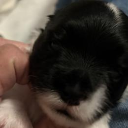 Havanese from Arane Havanese