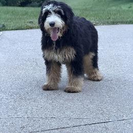 Stetson - Tri-color male Bernedoodle puppy in Millersburg, Ohio from Ohio Puppy Paws