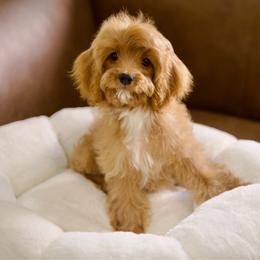 Red - Red male Cavapoo puppy in Queen Creek, Arizona from Dulcito Doodles
