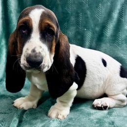 Wonder - Black brown and white female Basset Hound puppy in Cleveland, Tennessee from Smokey Mtn Bassets