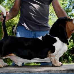 Lincoln - Basset Hound