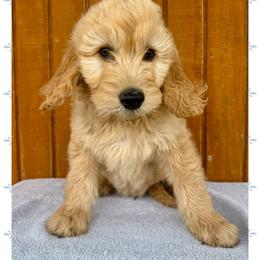 Anthony - Cream male Goldendoodle puppy in Caddo Mills, Texas from Fire Wife Doodles