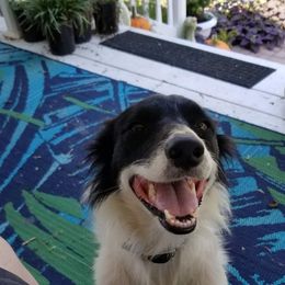 Border Collie All Grown Up from BCX Stockdogs