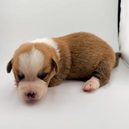 Timmer - Sable and white male Cardigan Welsh Corgi puppy in Bland, Missouri from Shadey Lane Corgis