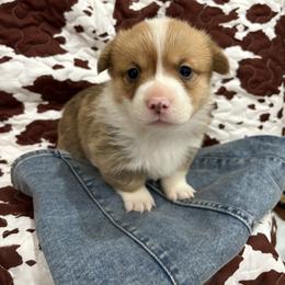 Lutinate - Red male Pembroke Welsh Corgi puppy in Dugspur, Virginia from Camelot Corgis
