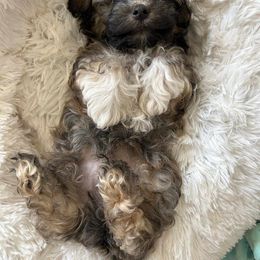 Havanese Puppies from Hoku Havanese