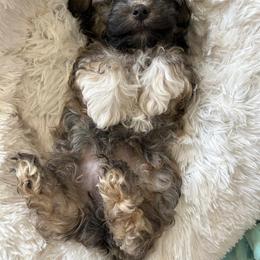 Havanese Puppies from Hoku Havanese